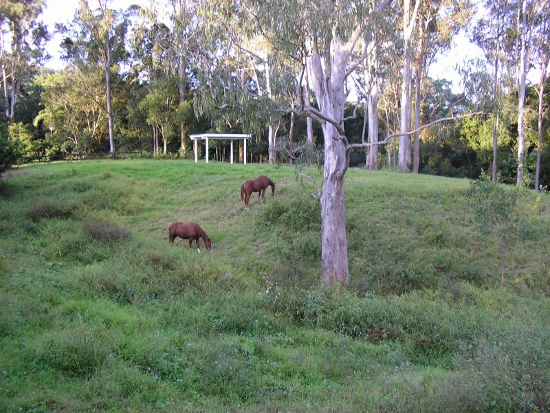 Mooloolah Valley QLD 4553