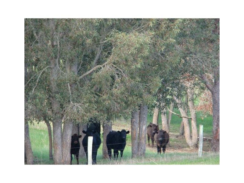 1088 Carbunup Brook Road, Bridgetown WA 6255