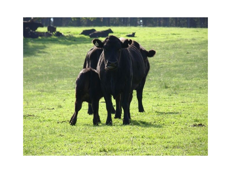 1088 Carbunup Brook Road, Bridgetown WA 6255