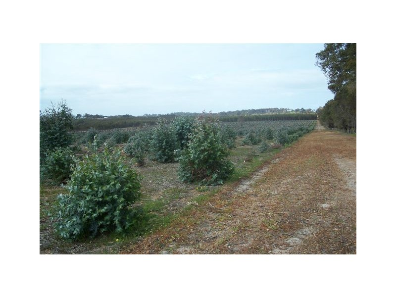 Lot 3496 Newlgalup Rd, Dinninup WA 6244
