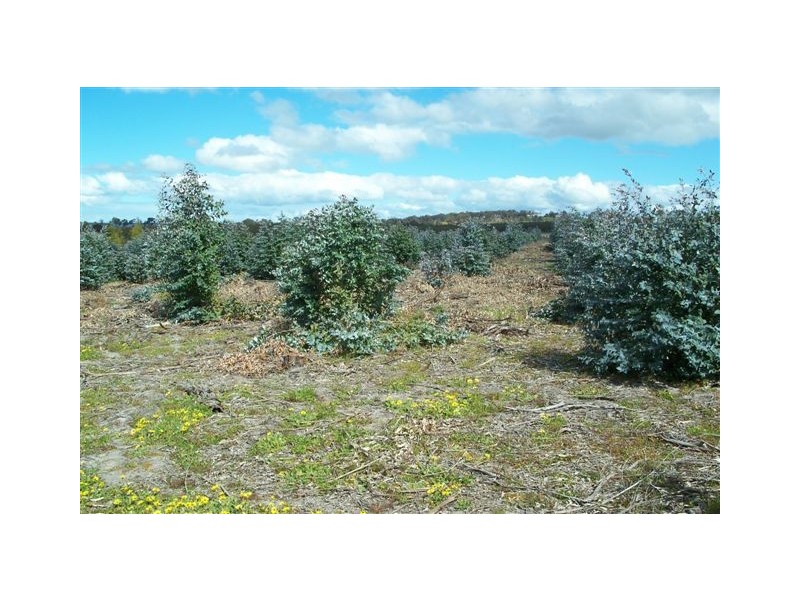 Lot 3496 Newlgalup Rd, Dinninup WA 6244