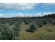 Lot 3496 Newlgalup Rd, Dinninup WA 6244
