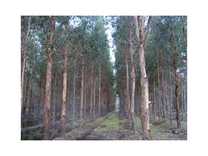 Loc 11823 Donnelly Mill Road, Bridgetown WA 6255