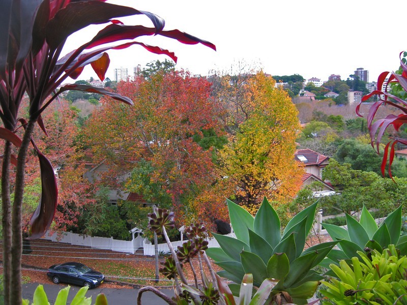 10 Carlotta Road, Double Bay NSW 2028