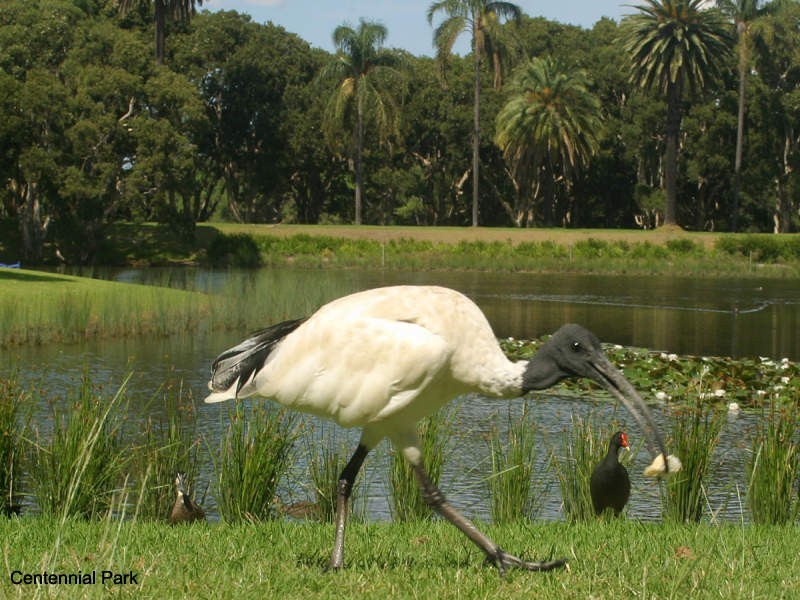 4/352 Moore Park Road, Paddington NSW 2021