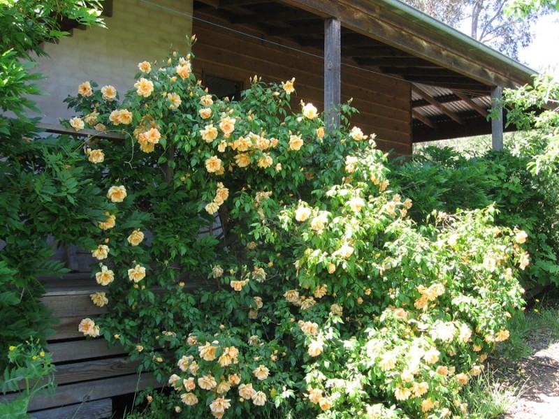 250 Bangadilly Rd Pygmy Hill Farmhouse Estate, Canyonleigh NSW 2577