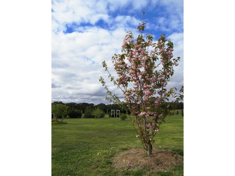 51 Old Coowong Rd, Canyonleigh NSW 2577