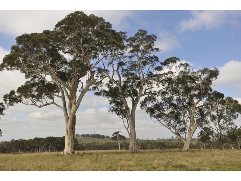 3171 Canyonleigh Rd, Sutton Forest NSW 2577
