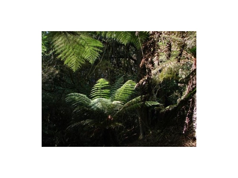 16 – 18 Lemmons Rd, Robertson NSW 2577