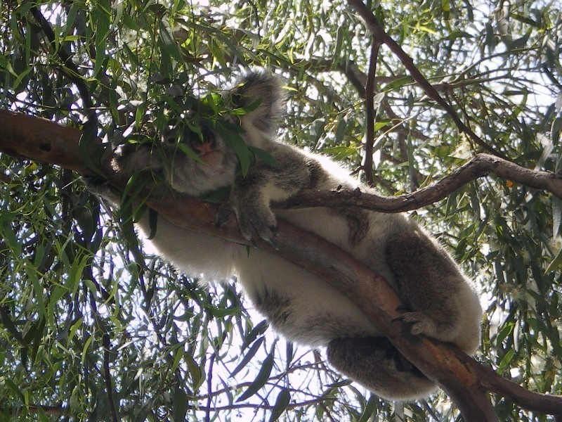 8 Estaway Court, Capalaba QLD 4157
