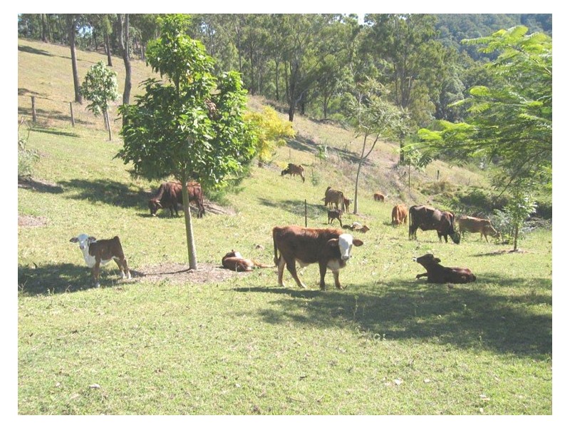 Wolffdene QLD 4207