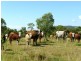 Wolffdene QLD 4207