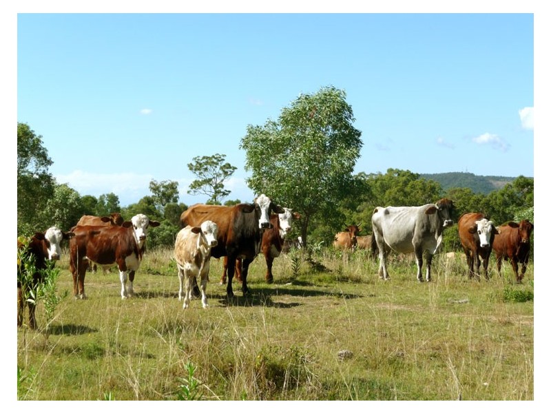 Wolffdene QLD 4207