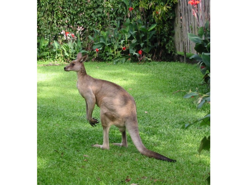 Landsborough QLD 4550