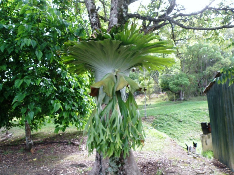 32 Pigeonberry Road, Nobbys Creek NSW 2484