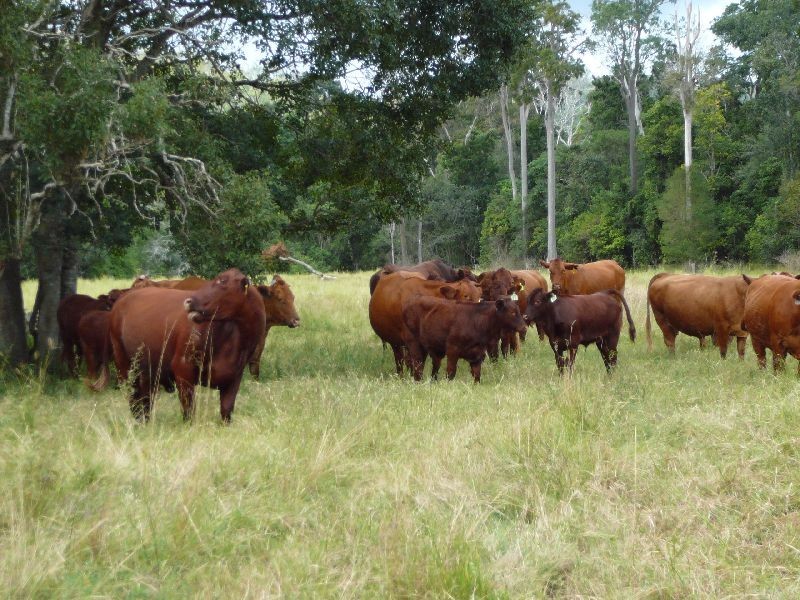 Lower Wonga QLD 4570