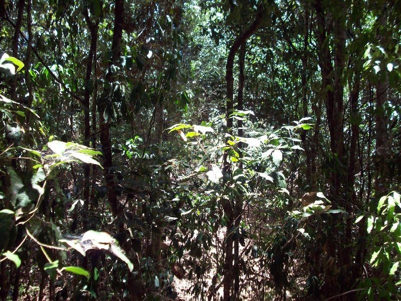 Cedar Pocket QLD 4570