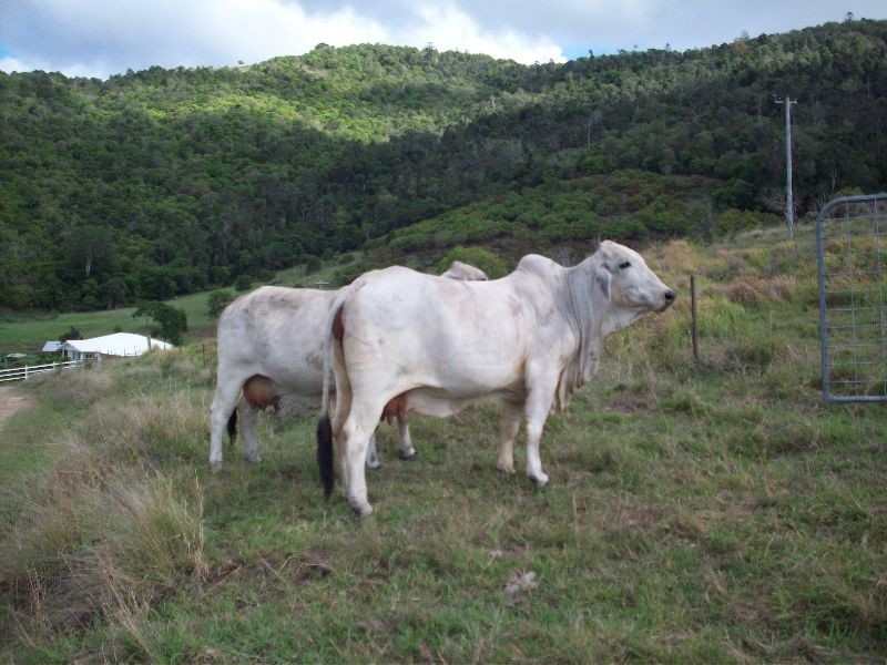 Gunalda QLD 4570