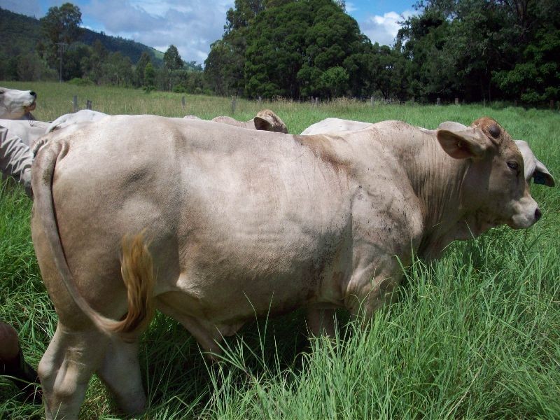 Glastonbury QLD 4570