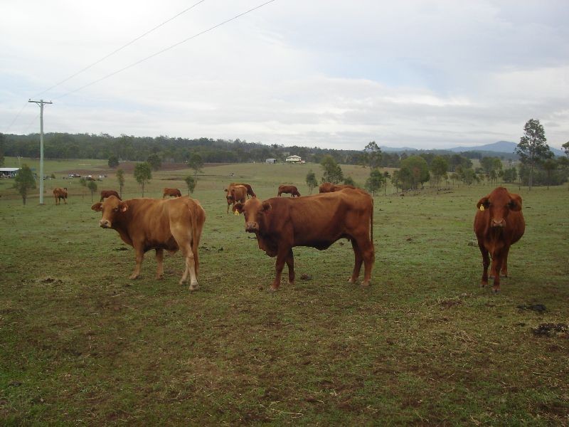 Bells Bridge QLD 4570
