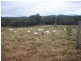 Wolvi QLD 4570