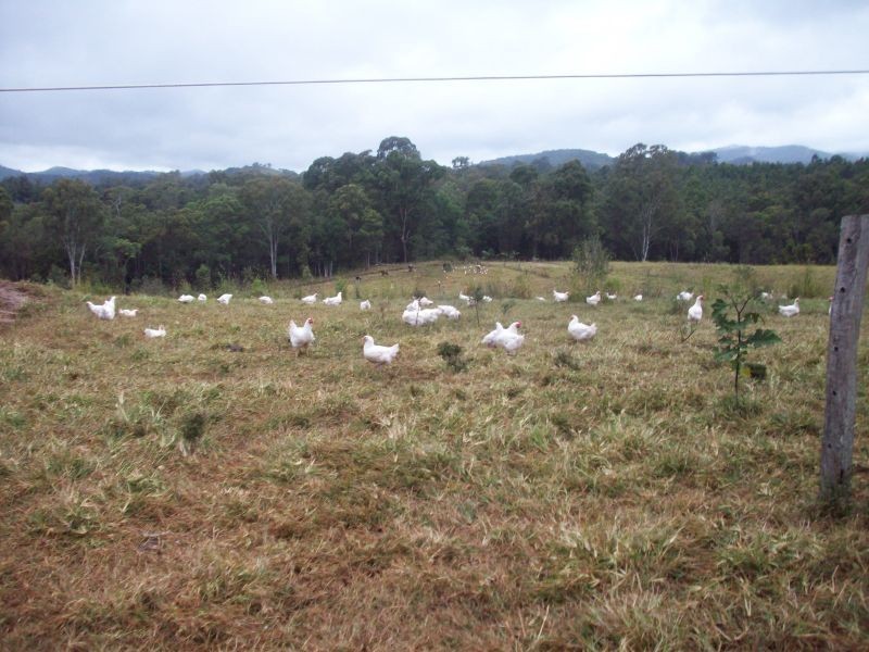 Wolvi QLD 4570