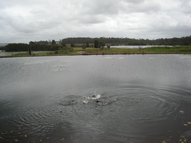 Anderleigh QLD 4570