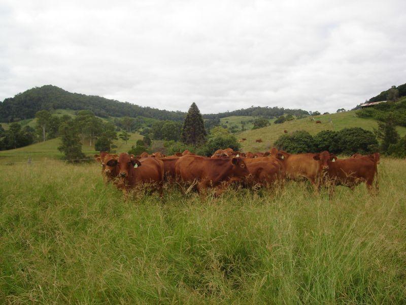 Langshaw QLD 4570
