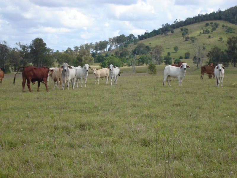 Theebine QLD 4570