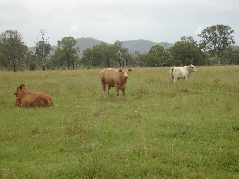 Kilkivan QLD 4600