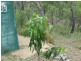 Kilkivan QLD 4600