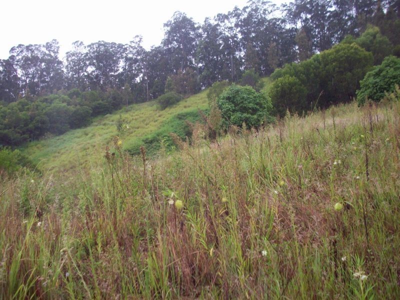 Wilsons Pocket QLD 4570