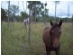 Booubyjan QLD 4601