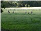 Tandur QLD 4570