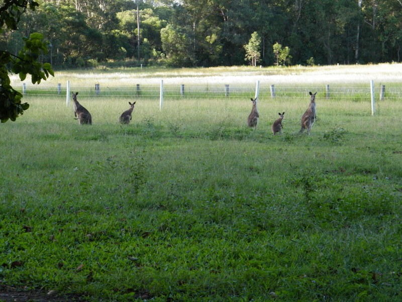 Tandur QLD 4570