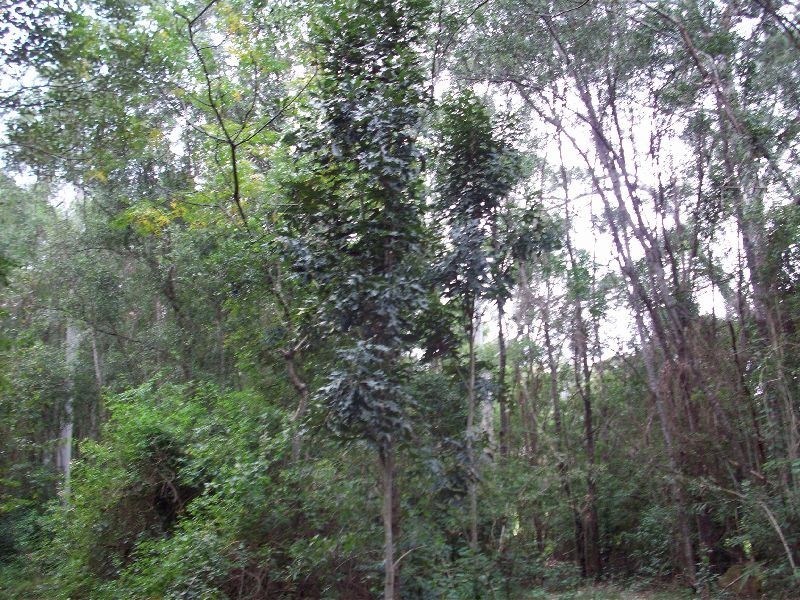 Wolvi QLD 4570