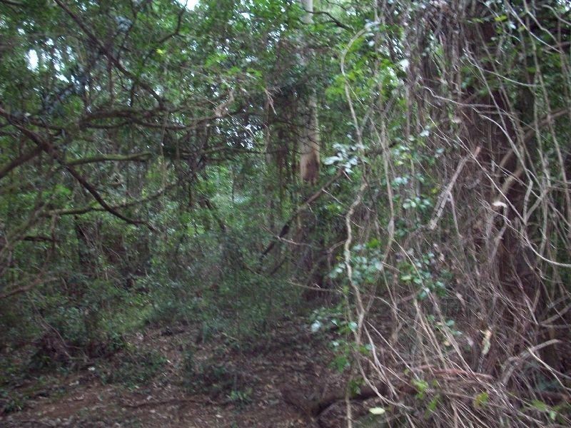 Wolvi QLD 4570