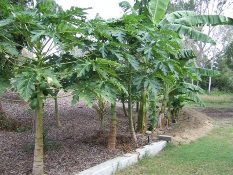 South Kolan QLD 4670