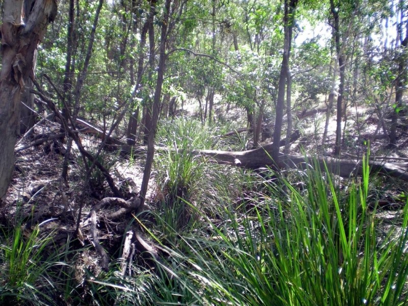 665 Birthamba Road, South Kolan QLD 4670