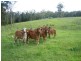 Eumundi QLD 4562