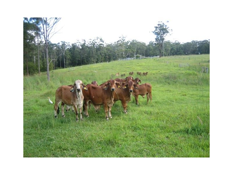 Eumundi QLD 4562