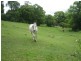 Cooloolabin QLD 4560
