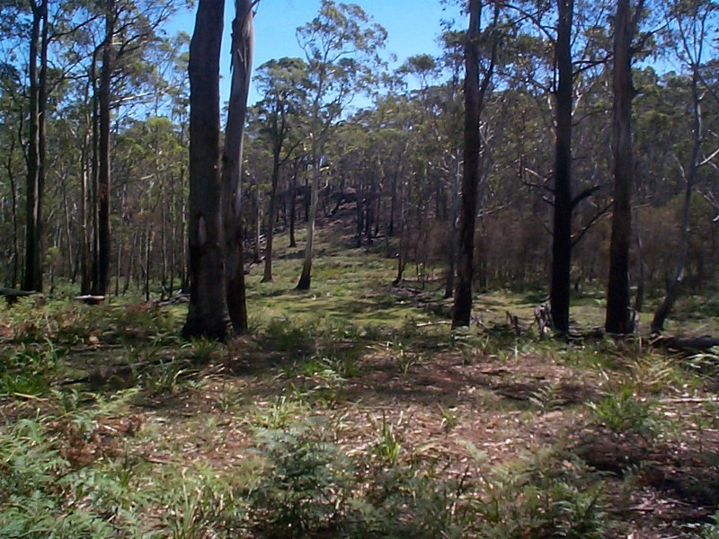 Sassafras NSW 2622