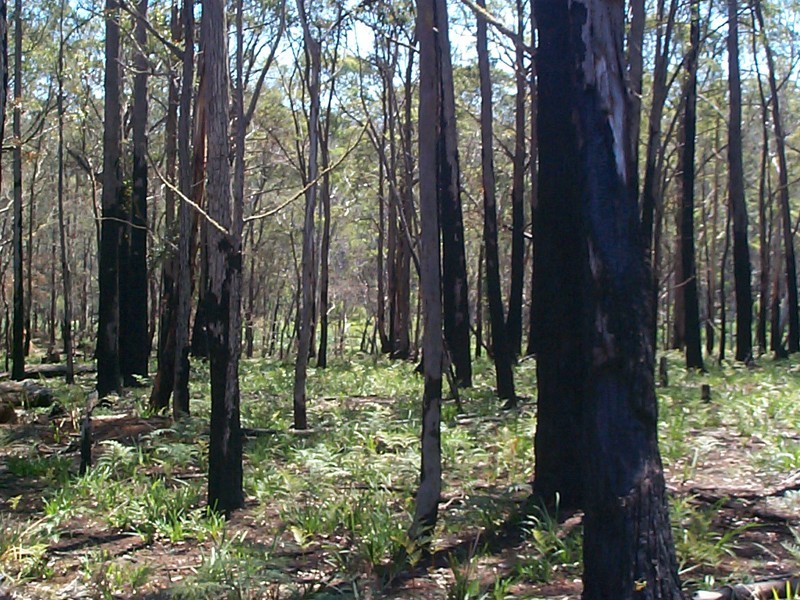 Sassafras NSW 2622