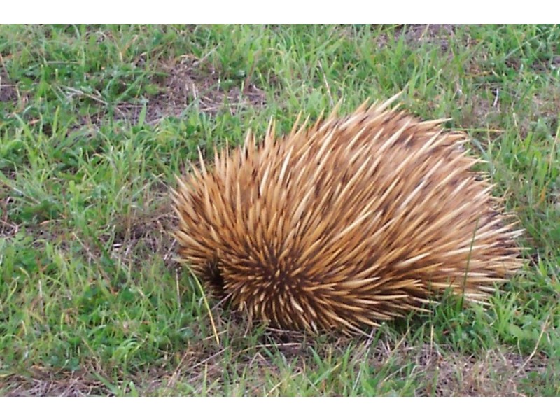 Lot 10 North Cape Road, Bay Of Shoals SA 5223