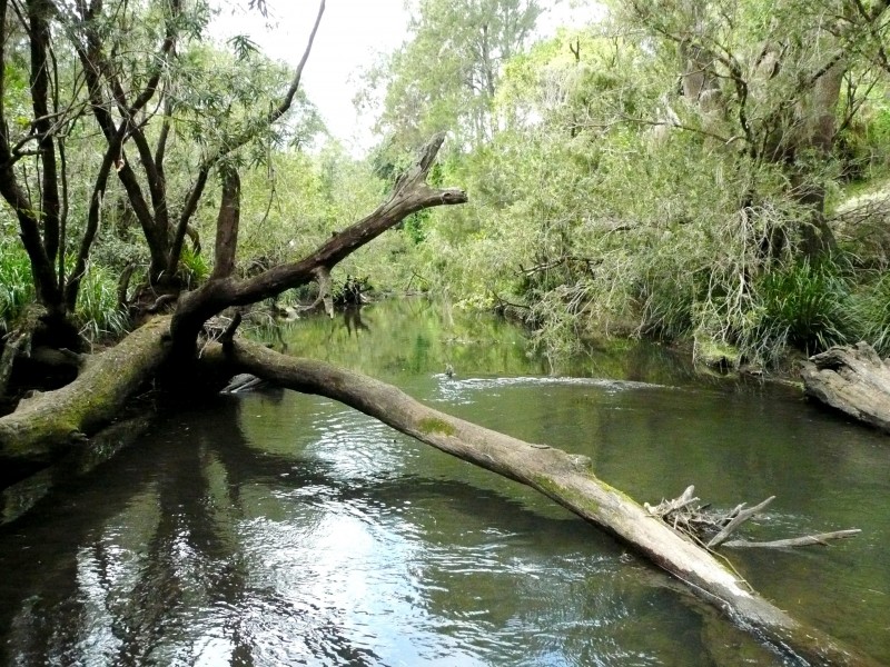 Cedar Creek QLD 4207