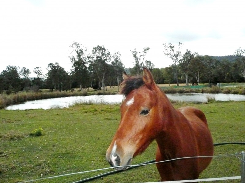 Cedar Creek QLD 4207