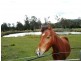 Cedar Creek QLD 4207