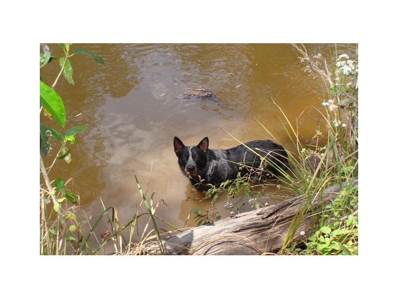 Cedar Creek QLD 4207