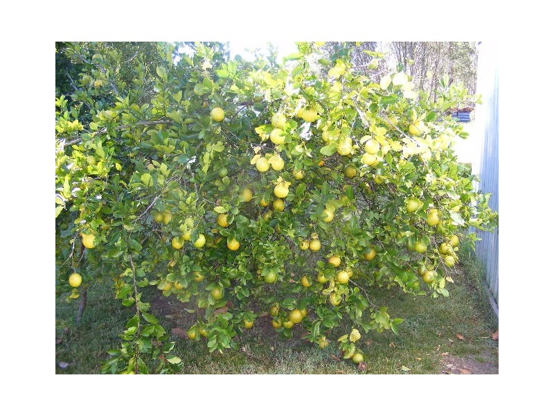 49 Lysdale Road, Wondai QLD 4606